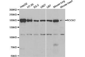 Western blot analysis of extracts of various cell lines, using ROCK2 antibody (ABIN5973333) at 1/1000 dilution. (ROCK2 anticorps)