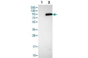 Western blot analysis of HEK293T cell lysate using PLA2G6 polyclonal antibody .