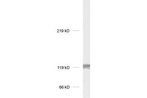 dilution: 1 : 1000, sample: rat brain homogenate (GRIK2 anticorps  (C-Term))