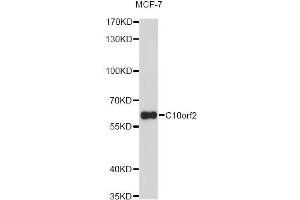 Western blot analysis of extracts of MCF-7 cells, using C10orf2 Antibody (ABIN5973049) at 1/1000 dilution. (C10orf2 anticorps)