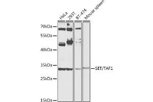 Western blot analysis of extracts of various cell lines, using SET/T antibody (ABIN6131352, ABIN6147630, ABIN6147633 and ABIN6216166) at 1:1000 dilution. (SET/TAF-I anticorps  (AA 146-277))