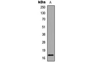 Western blot analysis of Histone H3 (AcK18) expression in HeLa TSA-treated (A) whole cell lysates.