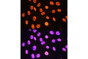Immunofluorescence analysis of H9C2 cells using MEIS1 Rabbit pAb (ABIN7268449) at dilution of 1:100. (MEIS1 anticorps)