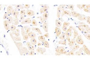 Detection of COX4I1 in Human Cardiac Muscle Tissue using Polyclonal Antibody to Cytochrome C Oxidase Subunit IV Isoform 1 (COX4I1)