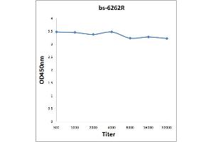 anti-Tribbles Pseudokinase 2 (TRIB2) (AA 151-250) antibody