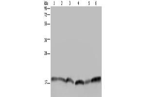 Western Blotting (WB) image for anti-Ras Homolog Enriched in Brain (RHEB) antibody (ABIN2433457) (RHEB anticorps)
