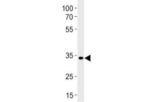 Pax2a antibody western blot analysis in zebrafish brain tissue lysate