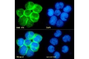 (ABIN1589997) Immunofluorescence analysis of paraformaldehyde fixed Jurkat cells immobilized on ShifixTM coverslip, permeabilized with 0.