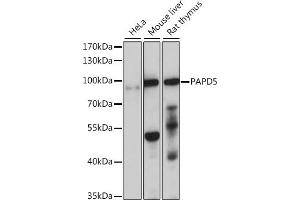Western blot analysis of extracts of various cell lines, using P antibody (ABIN7269170) at 1:1000 dilution. (PAPD5 anticorps  (AA 480-590))