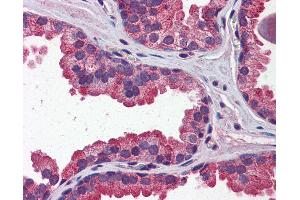 Anti-WNT3A antibody IHC of human prostate. (WNT3A anticorps  (N-Term))