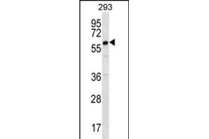 DAZ2 Antibody (C-term) (ABIN656229 and ABIN2845544) western blot analysis in 293 cell line lysates (35 μg/lane). (DAZ2 anticorps  (C-Term))