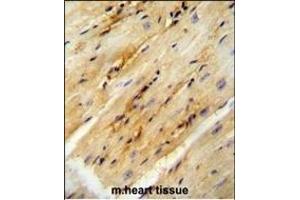 GPD1L antibody (N-term) (ABIN654680 and ABIN2844374) immunohistochemistry analysis in formalin fixed and paraffin embedded mouse heart tissue followed by peroxidase conjugation of the secondary antibody and DAB staining. (GPD1L anticorps  (N-Term))