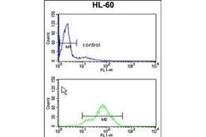TSN1 Antibody (Center) (ABIN652638 and ABIN2842428) flow cytometry analysis of HL-60 cells (bottom histogram) comred to a negative control cell (top histogram). (TSPAN1 anticorps  (AA 140-167))