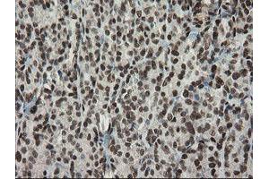 Image no. 10 for anti-Transducin-Like Enhancer of Split 1 (E(sp1) Homolog, Drosophila) (TLE1) (AA 180-460) antibody (ABIN1491049)