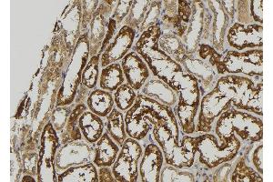 ABIN6279105 at 1/100 staining Mouse kidney tissue by IHC-P. (GALM anticorps  (C-Term))