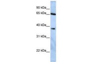 Image no. 1 for anti-Ubiquitin Specific Peptidase 3 (USP3) (AA 180-229) antibody (ABIN6740347) (USP3 anticorps  (AA 180-229))