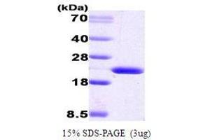 Figure annotation denotes ug of protein loaded and % gel used. (Cyclophilin B (PPIB) (AA 26-216) Peptide)