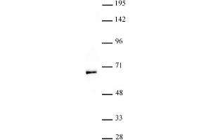 MOF / MYST1 antibody (pAb) tested by Western blot. (MYST1 anticorps  (N-Term))