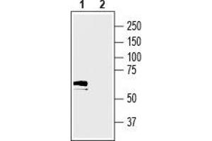 Western blot analysis of mouse colon lysate: - 1.