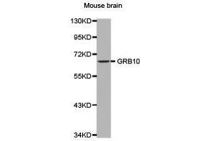 Western Blotting (WB) image for anti-Growth Factor Receptor-Bound Protein 10 (GRB10) antibody (ABIN2650918) (GRB10 anticorps)