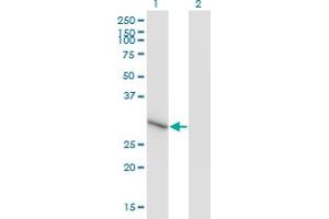 Western Blot analysis of ZNF483 expression in transfected 293T cell line by ZNF483 monoclonal antibody (M01), clone 1E7.