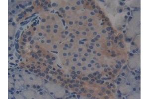 Detection of TBX21 in Rat Pancreas Tissue using Polyclonal Antibody to T-Box Protein 21 (TBX21)