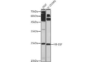 Western blot analysis of extracts of various cell lines, using HB-EGF Rabbit pAb (ABIN7267617) at 1:1000 dilution. (HBEGF anticorps  (AA 20-160))
