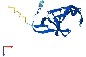 AlphaFold protein structure predicition of Human Recombinant YPEL5 Protein, UniprotID P62699