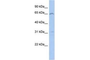 Image no. 1 for anti-Mitochondrial Calcium Uptake Family, Member 3 (MICU3) (AA 71-120) antibody (ABIN6743890) (EFHA2 anticorps  (AA 71-120))