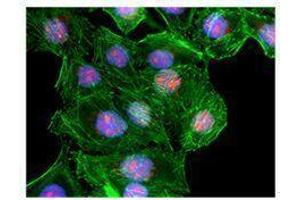 Immunofluorescence (IF) image for anti-FACT complex subunit SPT16 (SUPT16H) antibody (ABIN2666085)