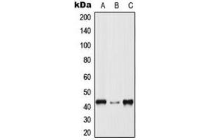 Western blot analysis of p38 expression in HeLa (A), Raw264. (MAPK14 anticorps  (Center))
