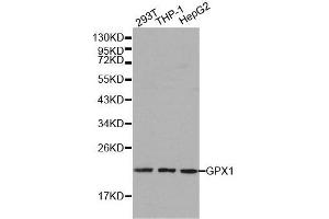 Western blot analysis of extracts of various cell lines, using GPX1 antibody. (Glutathione Peroxidase 1 anticorps  (AA 50-203))