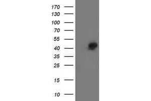 Western Blotting (WB) image for anti-Spermine Synthase, SMS (SMS) antibody (ABIN1501092) (SMS anticorps)