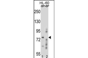 Western blot analysis of RNF40 Antibody Pab pre-incubated without(lane 1) and with(lane 2) blocking peptide in HL-60 cell line lysate. (RNF40 anticorps  (C-Term))