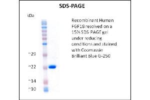 SDS-PAGE (SDS) image for Fibroblast Growth Factor 18 (FGF18) (Active) protein (ABIN5509477) (FGF18 Protéine)