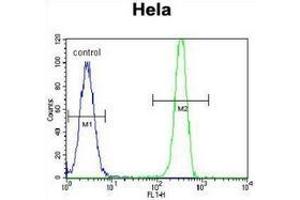 Flow cytometric analysis of Hela cells (right histogram) compared to a negative control cell (left histogram) using MSH2 Antibody , followed by FITC-conjugated goat-anti-rabbit secondary antibodies. (MSH2 anticorps  (Middle Region))
