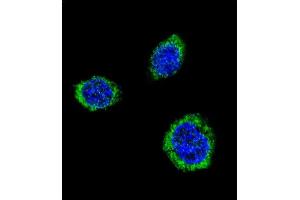 Confocal immunofluorescent analysis of GAD2 Antibody (Center) (ABIN655070 and ABIN2844700) with 293 cell followed by Alexa Fluor® 488-conjugated goat anti-rabbit lgG (green). (GAD65 anticorps  (AA 109-138))
