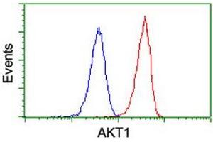 Image no. 2 for anti-V-Akt Murine Thymoma Viral Oncogene Homolog 1 (AKT1) antibody (ABIN1496558) (AKT1 anticorps)