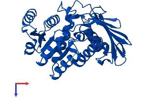 AlphaFold protein structure predicition of Human Recombinant DHDH Protein, UniprotID Q9UQ10
