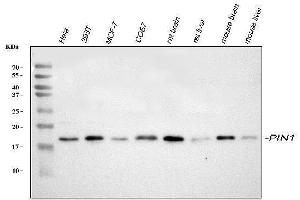 Western blot analysis of PIN1 using anti-PIN1 antibody (ABIN3042501).