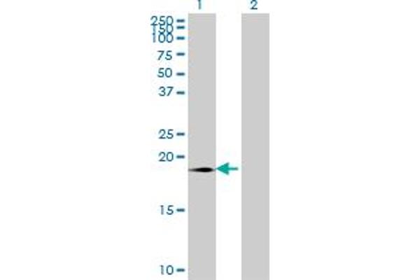 SUMO3 antibody  (AA 1-103)
