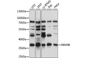 Western blot analysis of extracts of various cell lines, using RBM4B antibody (ABIN7270087) at 1:1000 dilution. (RBM4B anticorps  (AA 140-359))