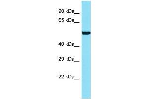 Host: Rabbit Target Name: ANKRD34B Sample Type: 721_B Whole Cell lysates Antibody Dilution: 1. (ANKRD34B anticorps  (N-Term))
