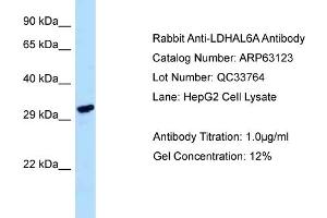 Western Blotting (WB) image for anti-Lactate Dehydrogenase A-Like 6A (LDHAL6A) (C-Term) antibody (ABIN2789382) (LDHAL6A anticorps  (C-Term))