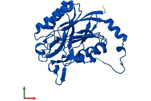 AlphaFold protein structure predicition of Mouse Recombinant Nit2 Protein, UniprotID Q9JHW2