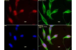 HDAC1 antibody (mAb) (Clone 10E2) tested by immunofluorescence.