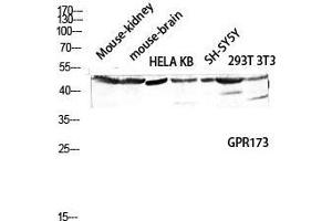 Western Blot (WB) analysis of Mouse Kidney Mouse Brain HeLa KB SH-SY5Y 293T 3T3 lysis using GPR173 antibody. (GPR173 anticorps  (Internal Region))
