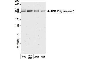 Western Blotting (WB) image for anti-RNA Polymerase II (C-Term) antibody (ABIN7450663) (RNA Polymerase II anticorps  (C-Term))