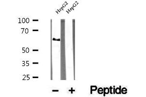 Western blot analysis of extracts of HepG2 cells, using TRIM9 antibody. (TRIM9 anticorps  (N-Term))
