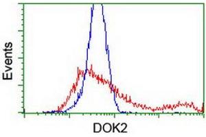 HEK293T cells transfected with either RC207621 overexpress plasmid (Red) or empty vector control plasmid (Blue) were immunostained by anti-DOK2 antibody (ABIN2454889), and then analyzed by flow cytometry. (DOK2 anticorps)